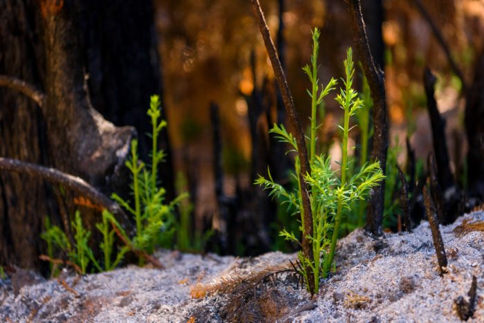 Weston Call Fund for Big Sur