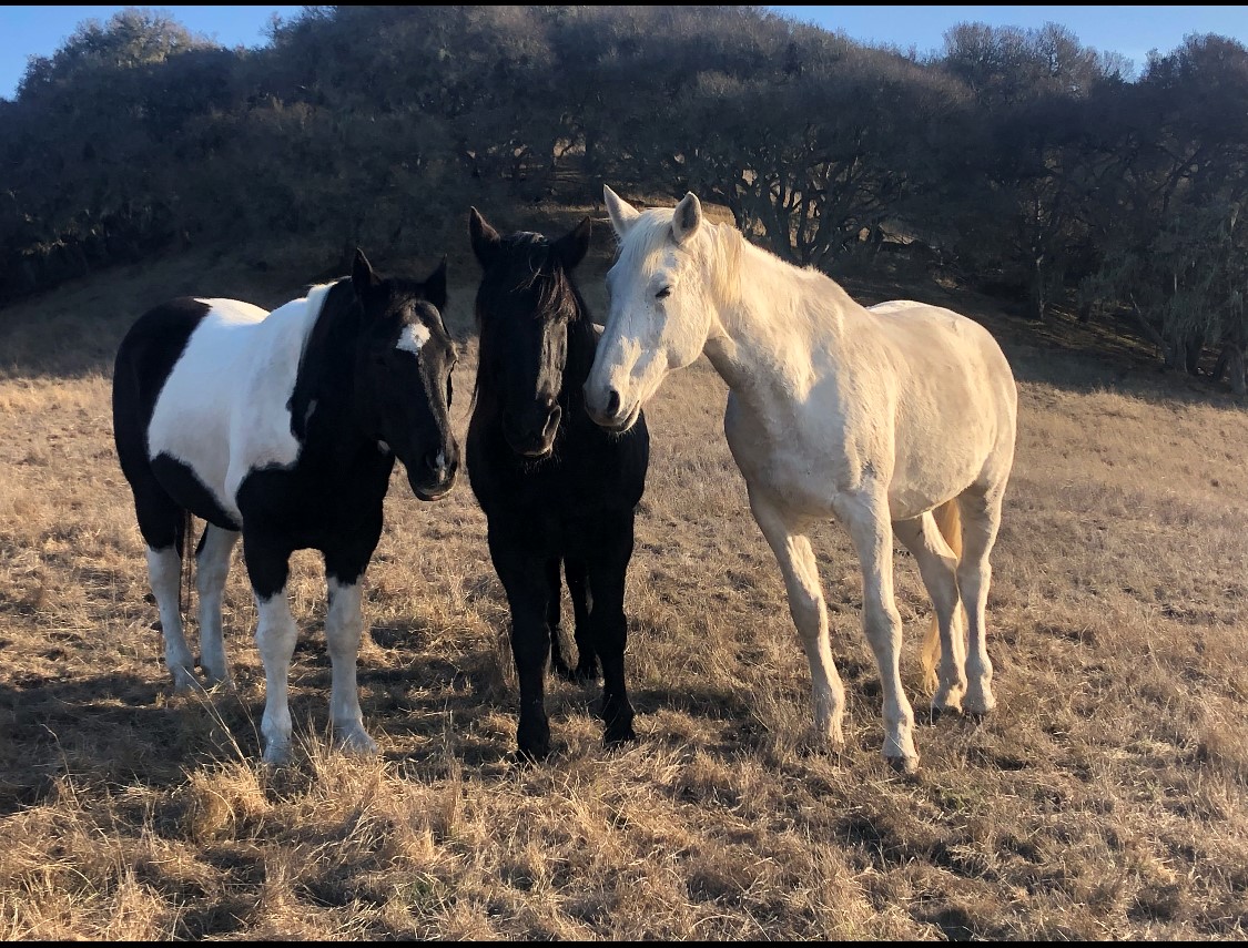 The Equine Healing Collaborative Stewardship Fund