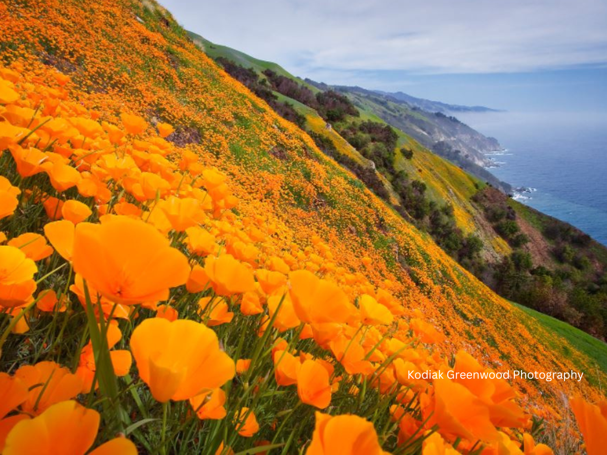 Weston Call Fund for Big Sur